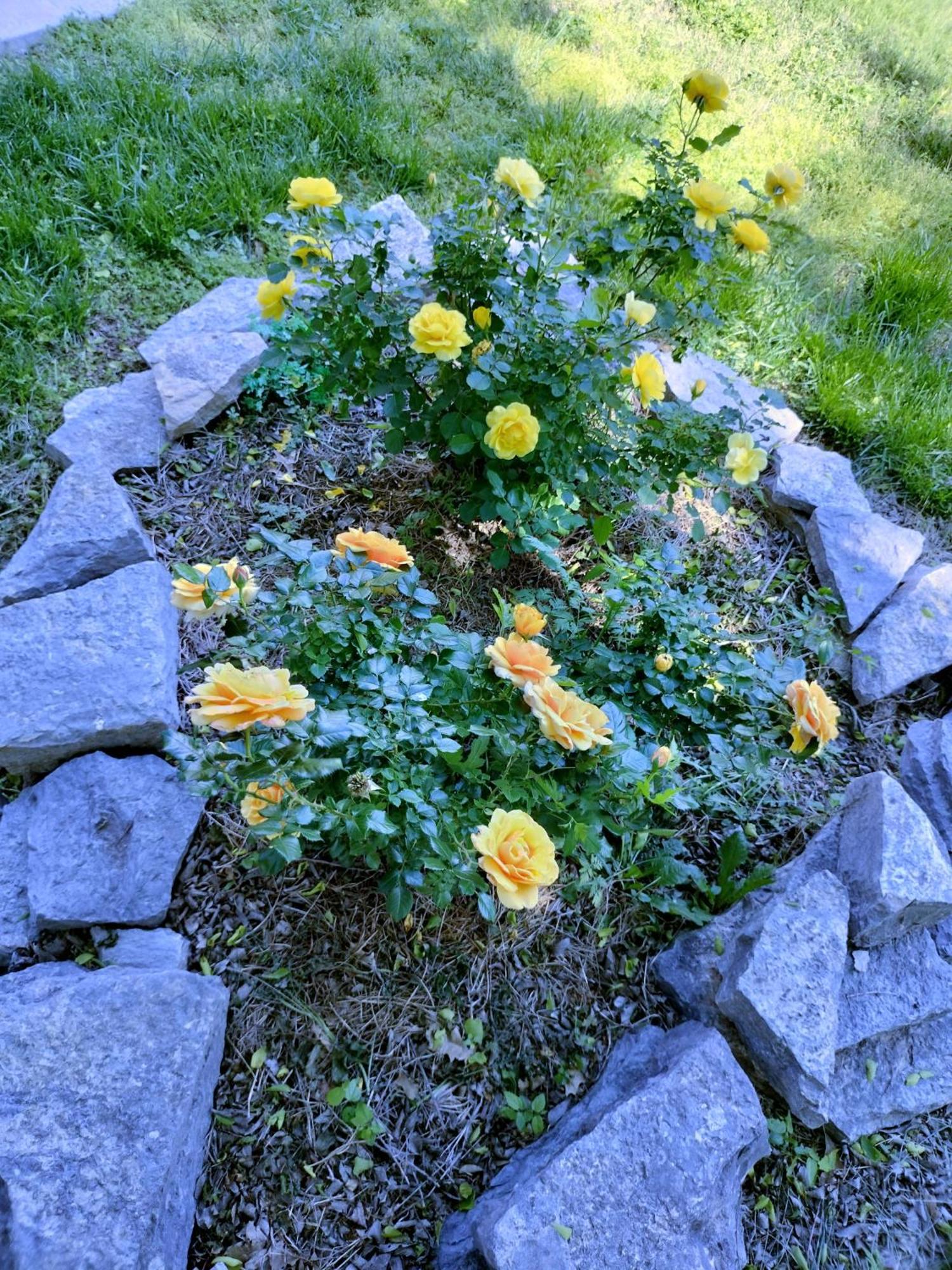 Golden Sunflower'S Apt E لوتون المظهر الخارجي الصورة